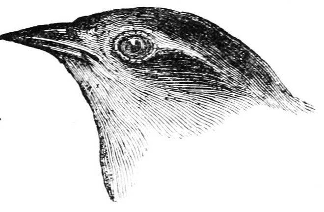 Darwin-Finch